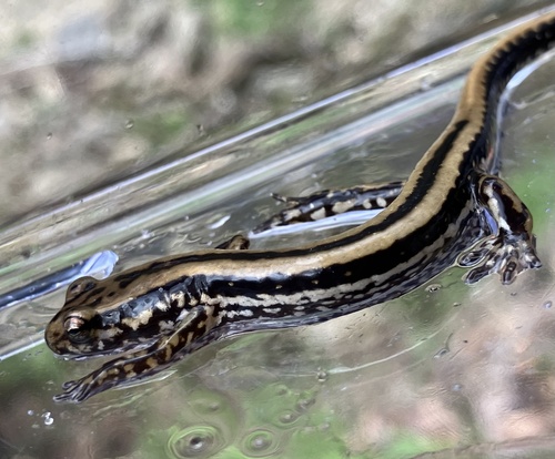 Three-lined Salamander, Eurycea guttolineata
