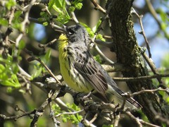 Setophaga kirtlandii