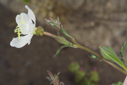 Image of Oenothera kunthiana by (c) Michelle W. （鍾偉瑋）, some rights reserved (CC BY)
