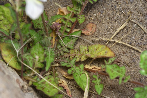 Image of Oenothera kunthiana by (c) Michelle W. （鍾偉瑋）, some rights reserved (CC BY)