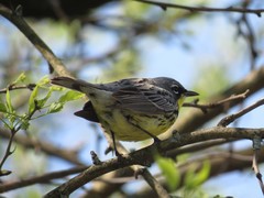 Setophaga kirtlandii