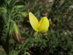 Ononis natrix
