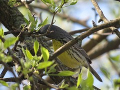 Setophaga kirtlandii