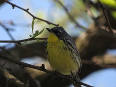 Setophaga kirtlandii