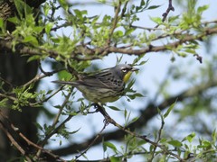 Setophaga kirtlandii