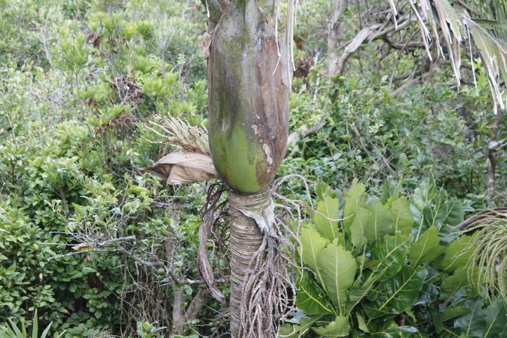 Rhopalostylis baueri; photograph (c) Stella Fish, some rights reserved (CC BY)