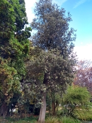 Banksia integrifolia