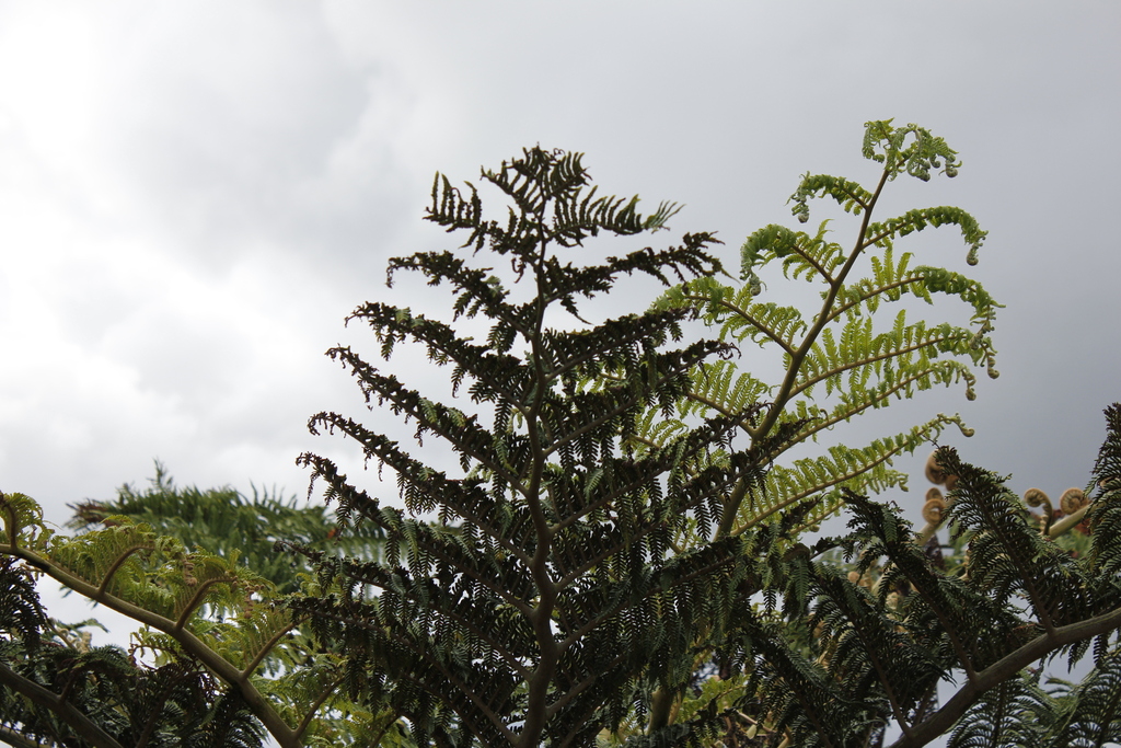 Sphaeropteris excelsa; photograph (c) Stella Fish, some rights reserved (CC BY)