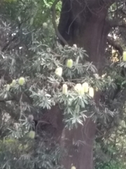Banksia integrifolia