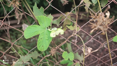 Image of Dalechampia scandens by (c) Thomaz Ricardo Favreto Sinani, some rights reserved (CC BY)