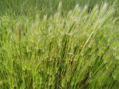 Hordeum marinum