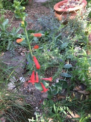 Penstemon murrayanus