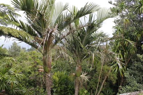 Rhopalostylis baueri, photograph 2