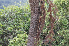 (c) Stella Fish, some rights reserved (CC BY) Sphaeropteris excelsa, photograph (c) Stella Fish, some rights reserved (CC BY)