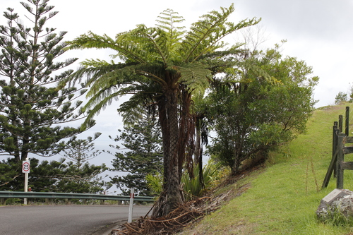 Image of Sphaeropteris excelsa by (c) Stella Fish, some rights reserved (CC BY)