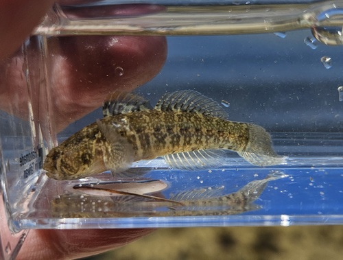 Code goby (Gobiosoma robustum) — Gobiidae — 5