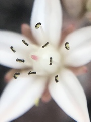 Sedum potosinum