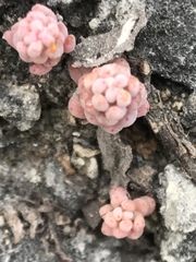 Sedum potosinum