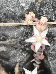Sedum potosinum