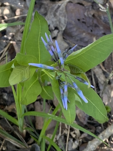 Amsonia tabernaemontana