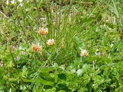 Trifolium longipes