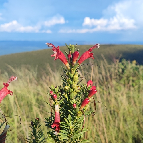 Esterhazya splendida (Esterhazya splendida)