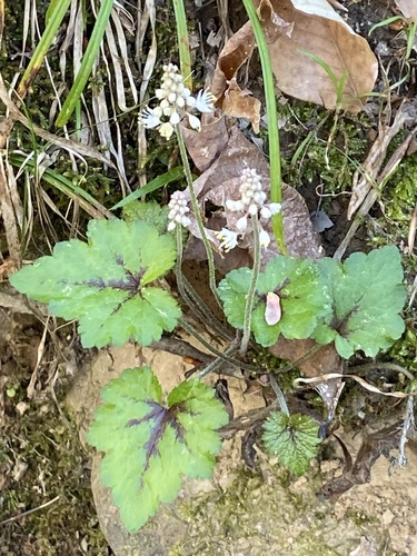 Tiarella cordifolia