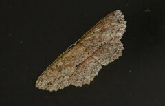 Image of Cyclophora griseomixta
