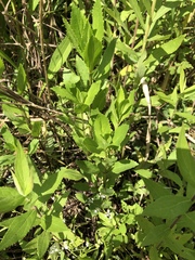 Physostegia correllii