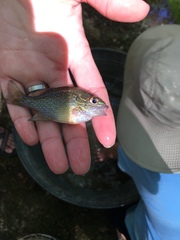 Lepomis marginatus