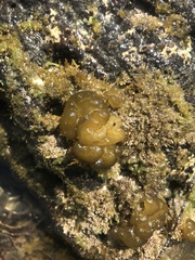 Ectocarpales