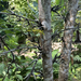 Acacia dolichocephala