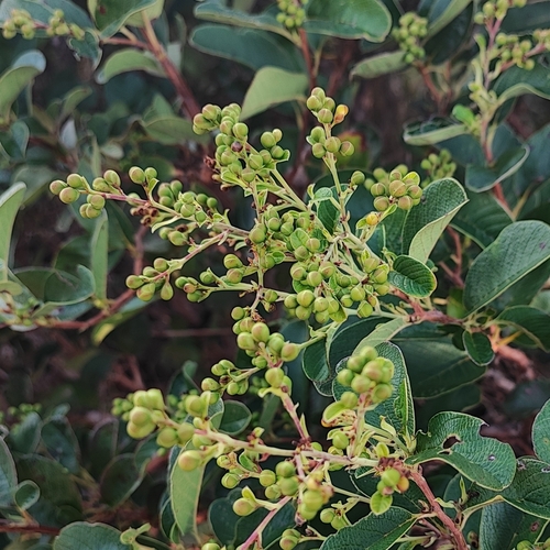 Davilla elliptica