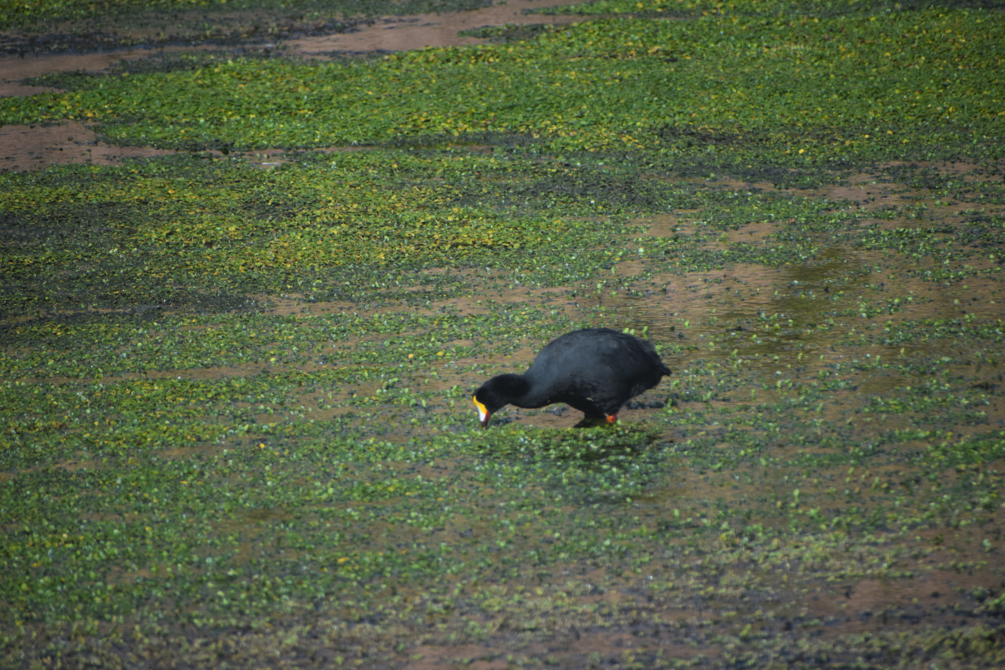 Giant Coot (Fulica gigantea)