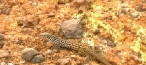 Aspidoscelis tesselatus