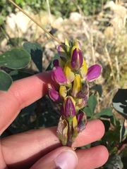 Lupinus stiversii