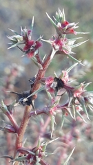 Salsola kali ruthenica