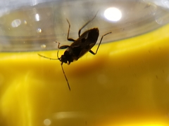 Rhyparochromus