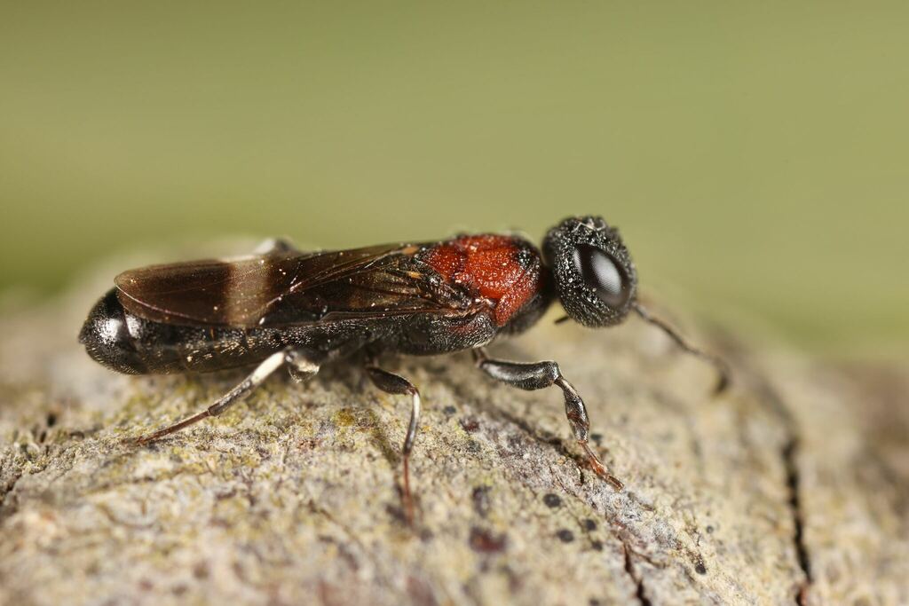 Orussus taorminensis