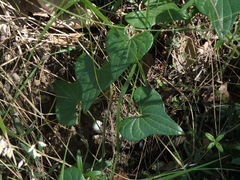 Dioscorea communis