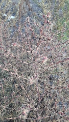 Salsola kali ruthenica