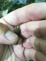 Procambarus kensleyi