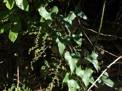 Dioscorea communis