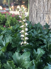 Acanthus