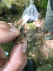 Procambarus kensleyi