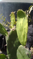 Opuntia cochenillifera