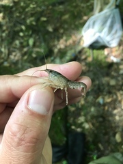 Procambarus kensleyi