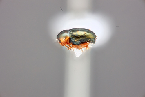 Diachus auratus observed 2024-02-06
