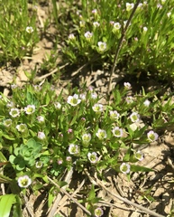 Gratiola ebracteata