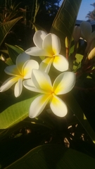Plumeria
